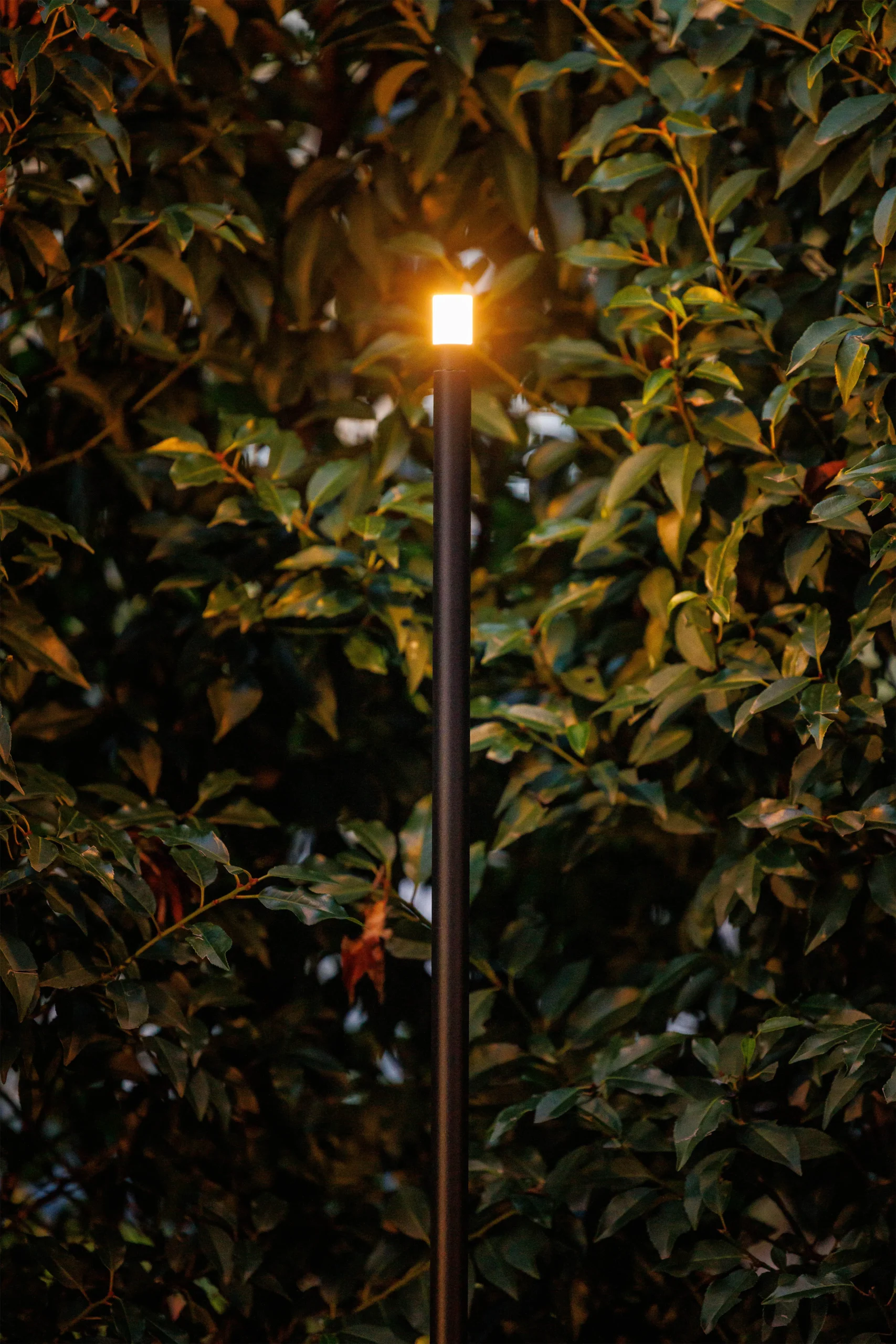 Lightpro Erba Medium - Bild 2